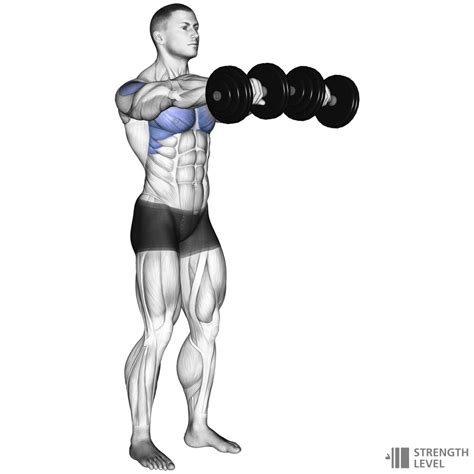 Primary Muscles: The primary muscles worked when performing front raises are the anterior deltoids. These muscles are located at the top of your shoulders and help to lift your arms up in front of you. When doing a front raise, it is important to keep your elbows slightly bent and focus on squeezing the shoulder blades together as you lift up ...
